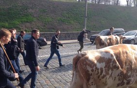 Олег Ляшко пикетирует Кабмин с коровами  