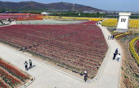 Тысячи людей приходят в парк полюбоваться красотой / Фото: Xinhua News Agency 