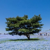 В Японии фотограф показал красоту цветущих полей (фото)
