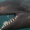 Киты-убийцы устроили смертельную охоту на акулу (видео)