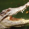 В Таиланде крокодил чуть не откусил дрессировщику голову (видео)