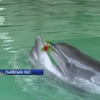 У Трускавці лікують "викрадених" дельфінів з Хмільника