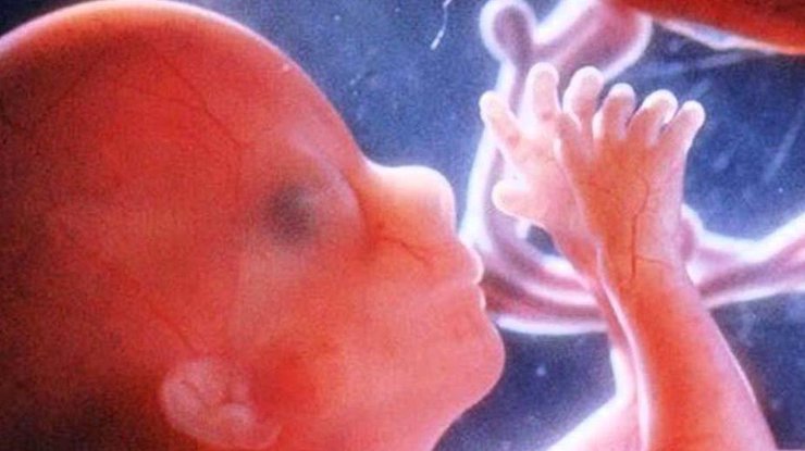 Выращен эмбрион, который поможет ликвидировать бесплодие 