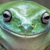 В Австралии обнаружили лягушку-мутанта с длинным фаллосом (фото)