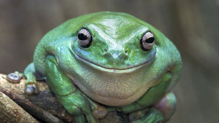 Жительница Австралии обнаружила в своем саду лягушку с необычной мутацией