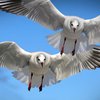 Всемирный день перелетных птиц: самые впечатляющие фото пернатых