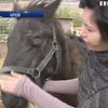 На Дніпропетровщині рясна злива знищила притулок для коней
