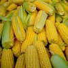 Кукуруза-мутант спасет человечество от голода
