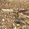 На берегу моря обнаружены останки чудовища с пугающим скелетом (фото)