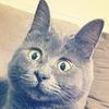Невероятный кот с удивленными глазами покоряет Instagram (фото)