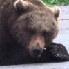 В США медведи парализовали дорогу (видео)