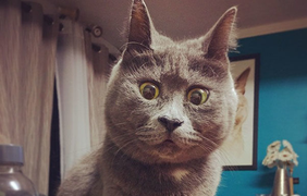 невероятный кот с удивленными глазами 