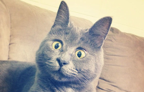 невероятный кот с удивленными глазами 