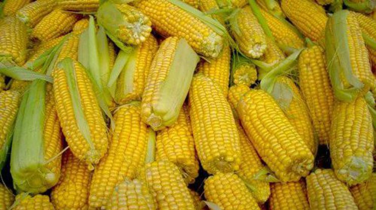 Биологи повысили урожайность кукурузы на 50%. Фото ukragroconsult.com