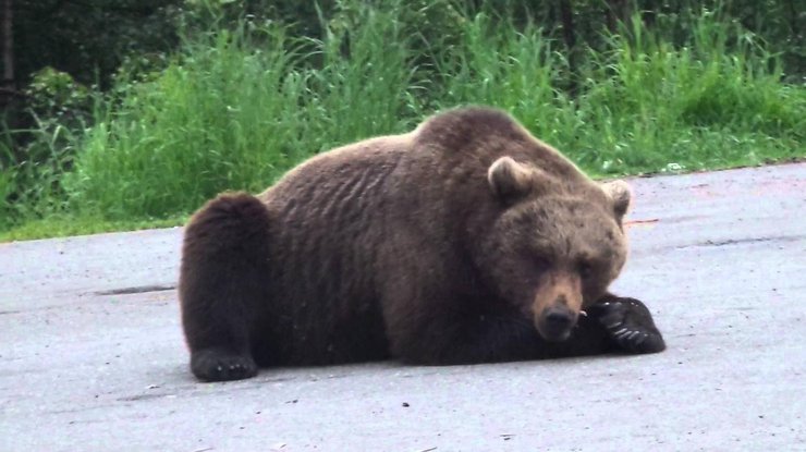 В США медведи парализовали дорогу