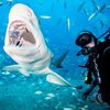 В США лимонная акула подружилась с дайвером (видео)