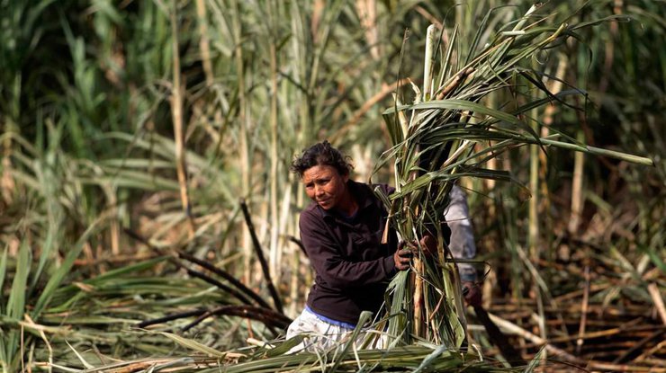 В Перу 100 детей отравились сельскохозяйственными химикатами