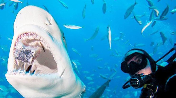 В США лимонная акула подружилась с дайвером