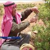 У Сирії намагаються зберегти рідкісну дамаську троянду