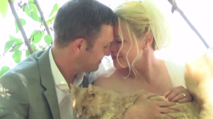В Канаде пара пригласила на свадьбу более тысячи кошек. Фото: кадр из видео