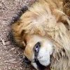 В зоопарке убили двух львов ради спасения самоубийцы (фото) 