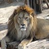 В Чили самоубийца залез в вольер со львами