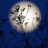 В ночь на 22 мая можно наблюдать "цветочное" полнолуние
