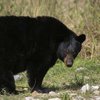 Власти Канады вступили в бой с черными медведями