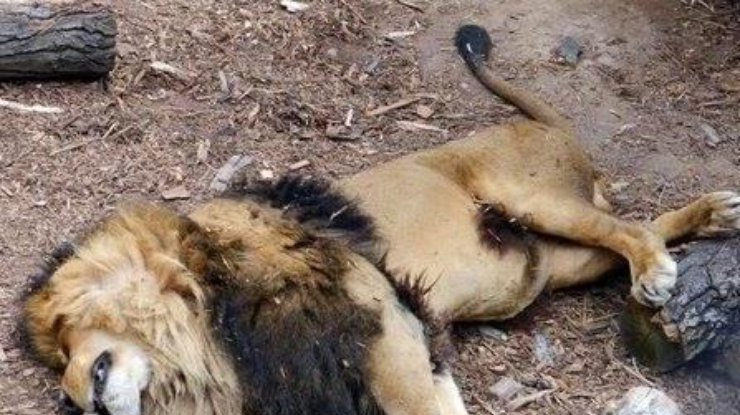 Сотрудникам зоопарка пришлось убить животных