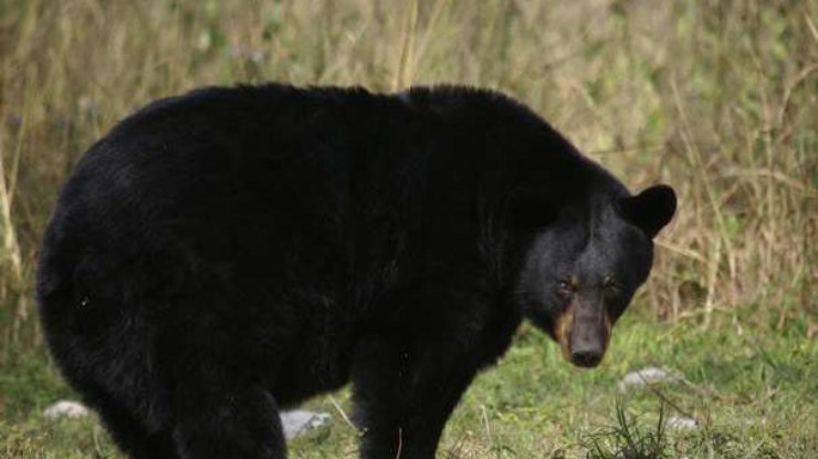 Власти Канады вступили в бой с черными медведями