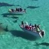 70 акул растерзали кита на глазах у туристов (видео)