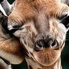  Новорожденный жираф с пухом на голове покорил Instagram (фото)