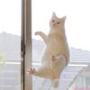 Милый котик станцевал балет (фото)