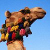 В Индии верблюд откусил голову хозяину