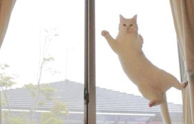 Невероятный кот, который умеет танцевать Фото: twitter.com/ccchisa76