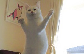 Невероятный кот, который умеет танцевать Фото: twitter.com/ccchisa76