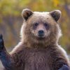 В России медведь растерзал рыбака