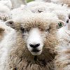  Британская овца случайно попробовала  коноплю (фото)