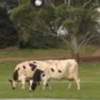 В Австралии коров будут пасти роботы (видео) 