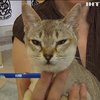 В Києві представили унікальні породи котів