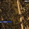 У Польщі бджолярі провели WI-FI у вулики