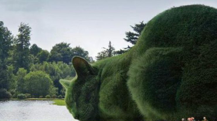 Невероятный кот из кустов покорили пользователей соцсетей