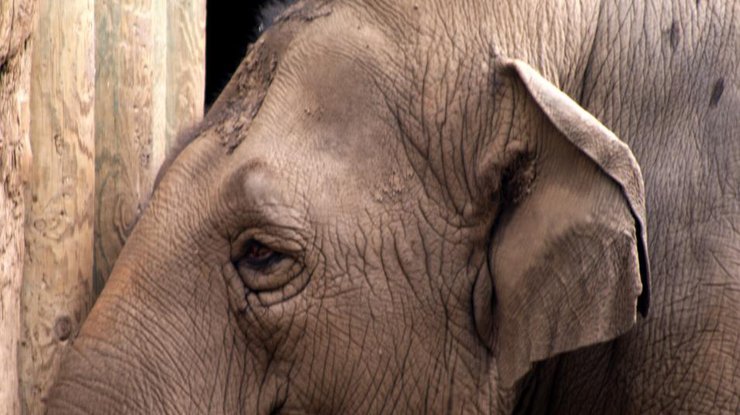 В зоопарке Токио умерла 69-летняя слониха — самая старая в стране