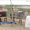 На Дніпропетровщині волонтери рятують коней від бійні