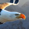 В США из-за столкновения с белоголовым орланом погибли люди