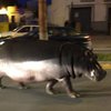 В Испании из цирка сбежал гиппопотам и прогуливался по дороге (фото, видео)