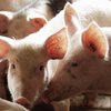 Ученые обнаружили "запах смерти" свиней и людей