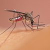 Как комары на самом деле пьют нашу кровь (макросъемка)