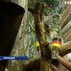 Коала предсказала победителя матча Украина - Германия