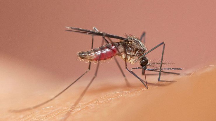 Как комары на самом деле пьют нашу кровь